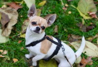 Un Chihuahua avec un harnais dans un parc