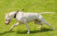 Pourquoi les chiens aiment tant tirer sur leur laisse