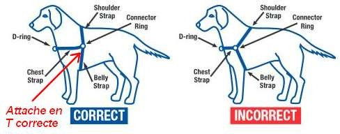 Comment bien installer un harnais Easy Walk