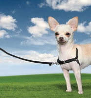 Easy Walk, un harnais seulement pour les gros chiens qui tirent fort ?