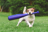 Un chien tient un jouet violet en forme de batte de baseball