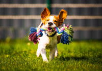 Un chien court en tenant une corde dans un jardin