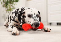 Un Dalmatien tient un jouet rouge dans sa gueule