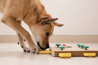 Ce chien tient 6 balles de tennis dans sa gueule, nouveau record