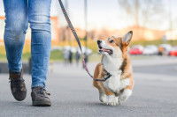 Un Corgi en promenade en laisse dans la ville