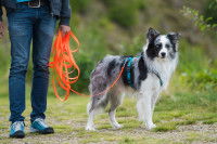 Un Border Collie attaché en laisse dans un parc