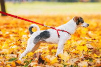 Un petit chien attaché avec un harnais joue dans les feuilles d'automne
