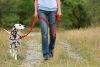 Une femme et son Dalmatien en promenade dans un parc