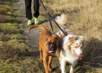 Deux chiens attachés à la même laisse lors d'une promenade