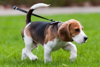 Un chiot Beagle lors d'une promenade en laisse dans un jardin
