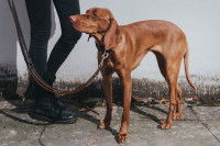 Un chien de chasse attaché avec une laisse en cuir