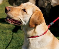Un chien de type Labrador tenu en laisse