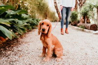 Un chien Cocker attaché à une longe dans un parc