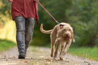 Une femme tente de retenir son chien en laisse dans un parc