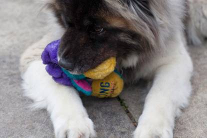 Le jouet KONG pour chien : comment le choisir et l'utiliser