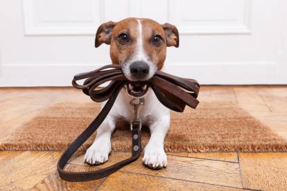 5 accessoires indispensables à tout propriétaire de chien