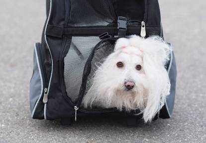 Comment choisir son sac à dos pour transporter un chien