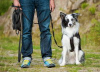 Un homme tient son Border Collie avec une longe