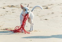 Un chien joue avec sa longe sur la plage