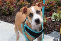 Un chien porte un harnais bleu pour sa promenade