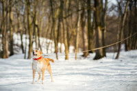 Un chien tenu avec une longe pendant une sortie dans la neige