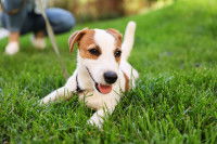 Un chiot Jack Russel tenu en longe est couché dans l'herbe