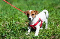 Un chiot Jack Russel avec une longe dans un jardin