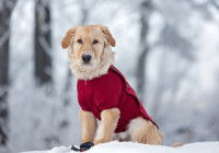 Un chien avec un manteau rouge assis dans la neige