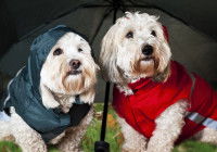 Deux petits chiens avec un imperméable et sous un parapluie