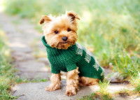 Un petit chien porte un pull vert