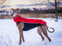 Un lévrier avec un manteau rouge et noir dans la neige