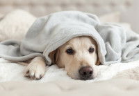 Un chien malade enroulé dans une couverture
