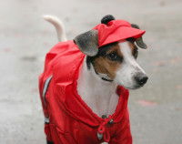 Un chien porte un imperméable rouge