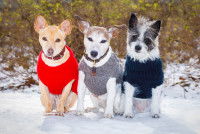 Trois petits chiens avec des pullovers assis dans la neige