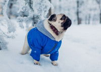 Un Carlin avec un manteau bleu marche dans la neige