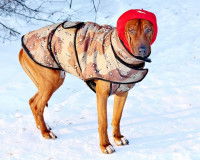 Un grand chien avec un manteau et un bonnet dans la neige