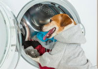 Un chien met ses vêtements sales dans la machine à laver