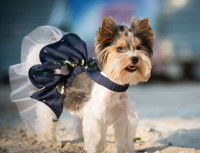 Un Yorkshire porte une robe pour chien