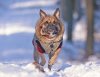 Un chien avec une doudoune épaisse court dans la neige