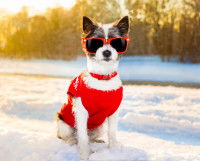 Un chien avec un manteau et des lunettes de soleil assis dans la neige