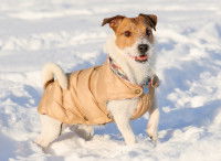 Un chien joue dans la neige avec un manteau
