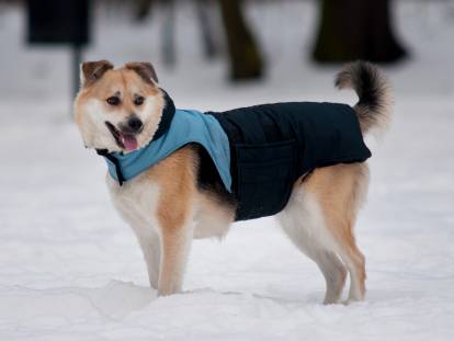 Manteaux et autres vêtements pour chien : le guide complet