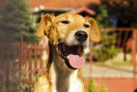 Un chien halète au soleil