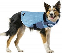 Un Border Collie avec un manteau rafraichissant Pecute