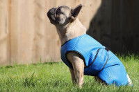 Un Bouledogue Français porte un manteau rafraîchissant pour chien Freckles Designs