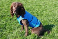 Un chien vêtu d'un manteau rafraîchissant pour chien Freckles Designs