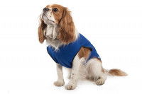 Un chien vêtu d'un manteau rafraîchissant Ancol Dog