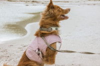 Un chien en laisse vêtu d'un manteau rafraîchissant pour chien Hurtta