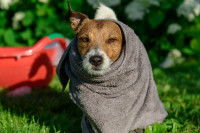 Un chien dans une serviette rafraichissante pour chiens