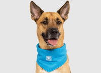 Un chien de berger avec un bandana rafraichissant pour chien